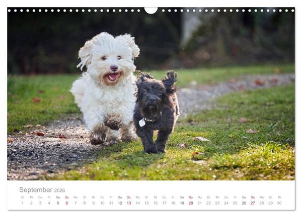 Produktbild: Havaneser - Herz aus Gold (Wandkalender 2026 DIN A3 quer), CALVENDO Monatskalender