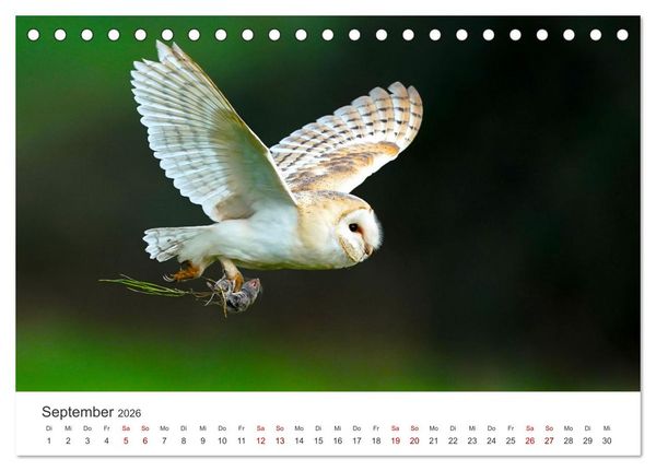 Produktbild: Eulen - Wachsame und geheimnisvolle Augen (Tischkalender 2026 DIN A5 quer), CALVENDO Monatskalender