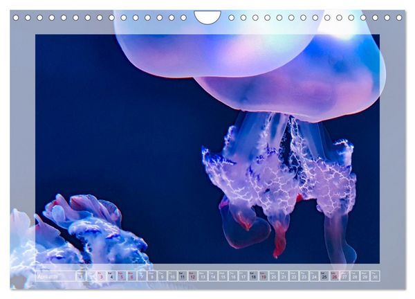 Produktbild: In the world of the medusae (Wall Calendar 2026 DIN A4 landscape), CALVENDO 12 Month Wall Calendar