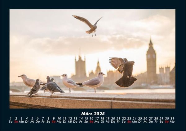 Produktbild: M&ouml;wen 2025 Fotokalender DIN A4