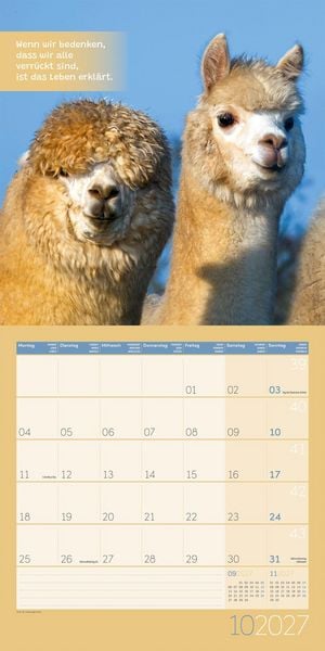 Produktbild: No Drama, Lama Kalender 2027 - 30x30 - Art12