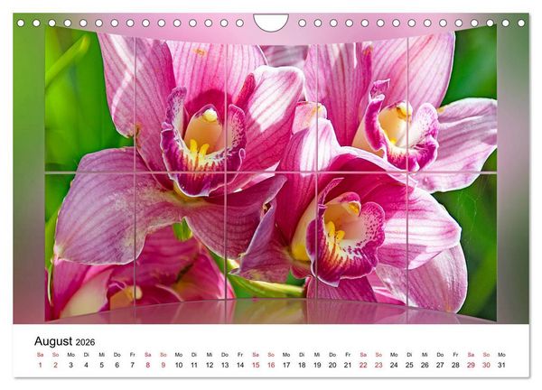 Produktbild: Orchideen Bildergalerie (Wandkalender 2026 DIN A4 quer), CALVENDO Monatskalender
