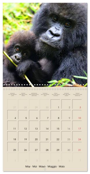 Produktbild: Gorillas &bull; The Gentle Giants (Wall Calendar 2026 12 &times; 12 Inch) CALVENDO 12 Month Wall Calendar