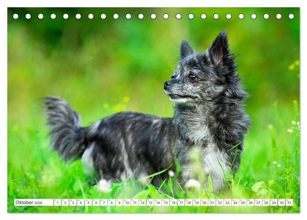 Produktbild: Enegieb&uuml;ndel Chihuahua - Temperament auf vier Pfoten (Tischkalender 2026 DIN A5 quer), CALVENDO Monatskalender