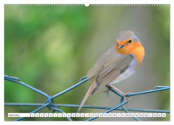 Produktbild: Das Rotkehlchen, ein Kleiner ganz Gro&szlig; (hochwertiger Premium Wandkalender 2026 DIN A2 quer), Kunstdruck in Hochglanz