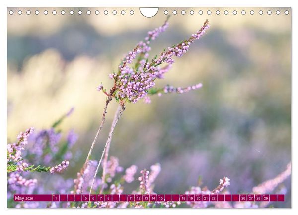 Produktbild: Just lovely - the power of pink heather blossom beauty (Wall Calendar 2026 DIN A4 landscape), CALVENDO 12 Month Wall Calendar