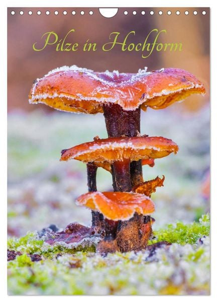 Pilze in Hochform (Wandkalender 2026 DIN A4 hoch), CALVENDO Monatskalender