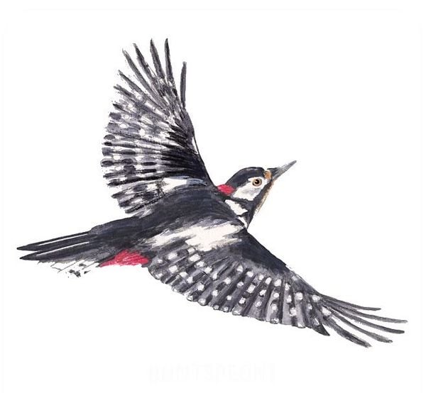 Produktbild: Das gro&szlig;e Vogel Memo - Wer findet die meisten Paare?
