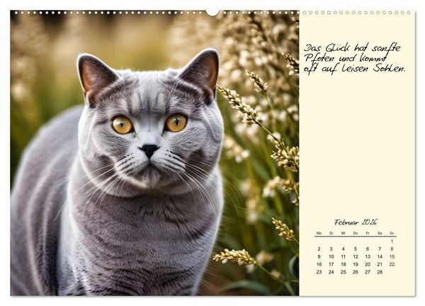 Produktbild: Katzen - Charakter und Sch&ouml;nheit (hochwertiger Premium Wandkalender 2026 DIN A2 quer), Kunstdruck in Hochglanz