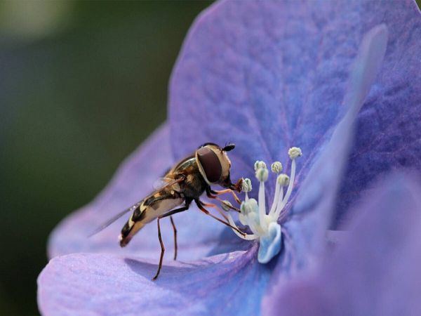 Produktbild: CALVENDO Puzzle Schwebfliege auf Hortensie | 1000 Teile Lege-Gr&ouml;&szlig;e 64x48cm Foto-Puzzle f&uuml;r gl&uuml;ckliche Stunden