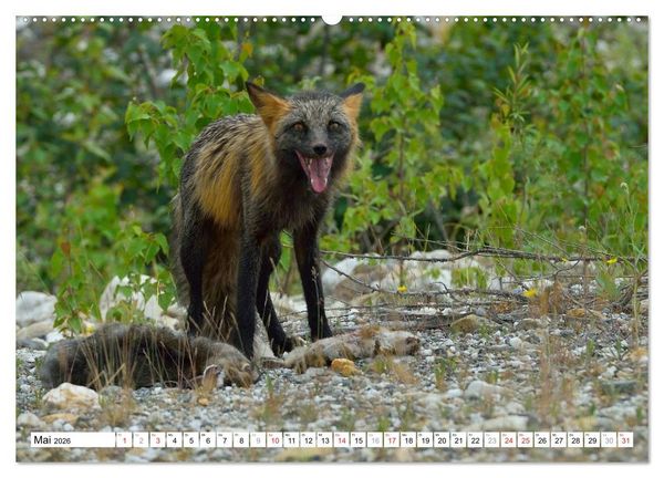 Produktbild: Alaska - Lockruf der Wildnis (hochwertiger Premium Wandkalender 2026 DIN A2 quer), Kunstdruck in Hochglanz
