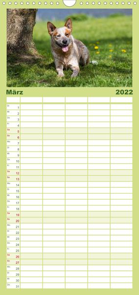 Produktbild: Spaziergang am See Australian Cattle Dogs - Familienplaner hoch (Wandkalender 2022 , 21 cm x 45 cm, hoch)