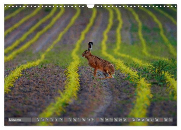 Produktbild: Zauberhafte Schwalm (Wandkalender 2026 DIN A3 quer), CALVENDO Monatskalender