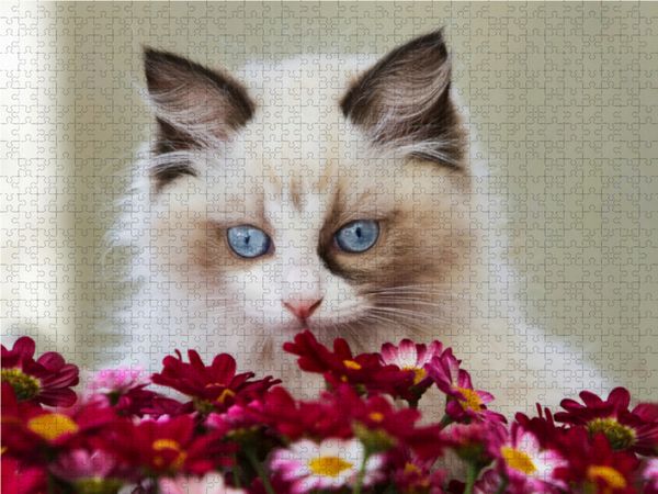 Produktbild: CALVENDO Puzzle Samtpfoten Momente mit Shabby Chic & Vintage Flair 1000 Teile Lege-Gr&ouml;&szlig;e 64 x 48 cm Foto-Puzzle Bild von Marion Rei&szlig;-Seibert