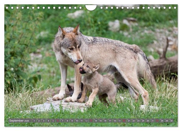 Produktbild: Meister Isegrim (Wandkalender 2026 DIN A4 quer), CALVENDO Monatskalender