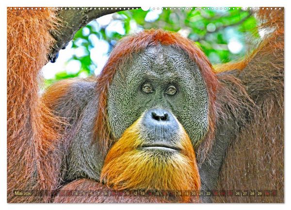 Produktbild: Orang Utans Sumatras Waldmenschen (hochwertiger Premium Wandkalender 2026 DIN A2 quer), Kunstdruck in Hochglanz