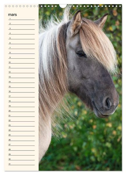 Produktbild: Cheval islandais - Calendrier anniversaire (Calendrier mural 2026 DIN A3 horizontal), CALVENDO calendrier mensuel