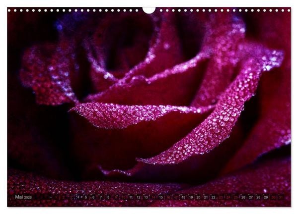 Produktbild: Gothic Rose - Rosen aus dem Garten der Finsternis (Wandkalender 2026 DIN A3 quer), CALVENDO Monatskalender