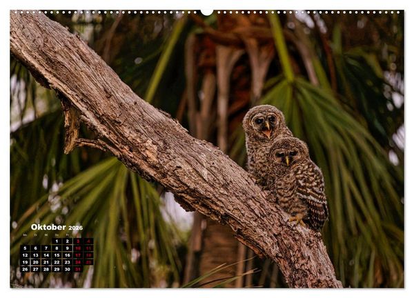 Produktbild: Floridas wunderbare Vogelwelt (hochwertiger Premium Wandkalender 2026 DIN A2 quer), Kunstdruck in Hochglanz