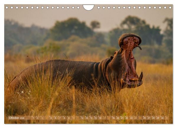 Produktbild: Hippos - Gef&auml;hrliche Giganten (Wandkalender 2026 DIN A4 quer), CALVENDO Monatskalender