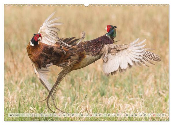 Produktbild: Emotionale Momente: Wild und Jagd. (hochwertiger Premium Wandkalender 2026 DIN A2 quer), Kunstdruck in Hochglanz