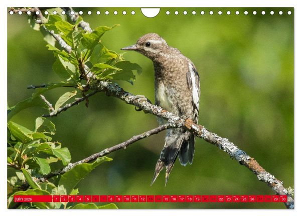 Produktbild: LA FOR&Ecirc;T DES PICS (Calendrier mural 2026 DIN A4 vertical), CALVENDO calendrier mensuel