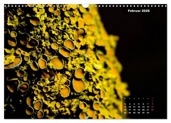 Produktbild: Der Natur auf der Spur - Makro-Fotografien der besonderen Art (Wandkalender 2026 DIN A3 quer), CALVENDO Monatskalender
