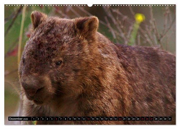 Produktbild: Australiens Tierwelt (Wandkalender 2026 DIN A2 quer), CALVENDO Monatskalender