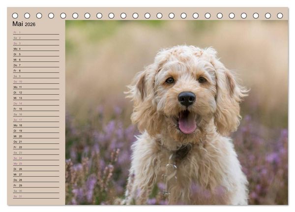 Produktbild: Ein Labradoodle-Welpe in der Heide (Tischkalender 2026 DIN A5 quer), CALVENDO Monatskalender