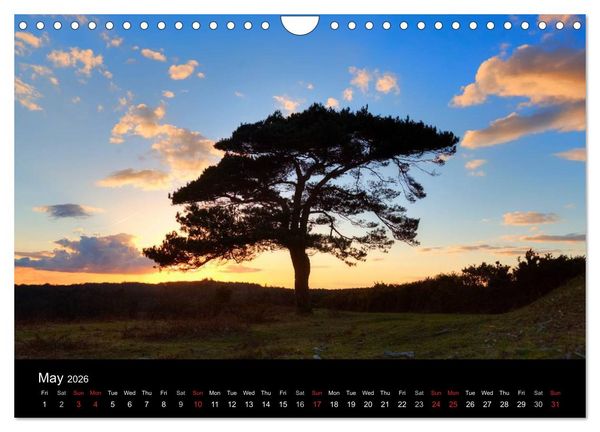 Produktbild: New Forest Hampshire (Wall Calendar 2026 DIN A4 landscape), CALVENDO 12 Month Wall Calendar