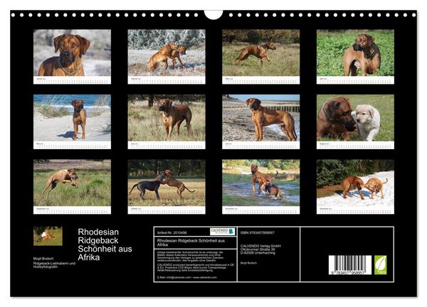 Produktbild: Rhodesian Ridgeback Sch&ouml;nheit aus Afrika (Wandkalender 2026 DIN A3 quer), CALVENDO Monatskalender
