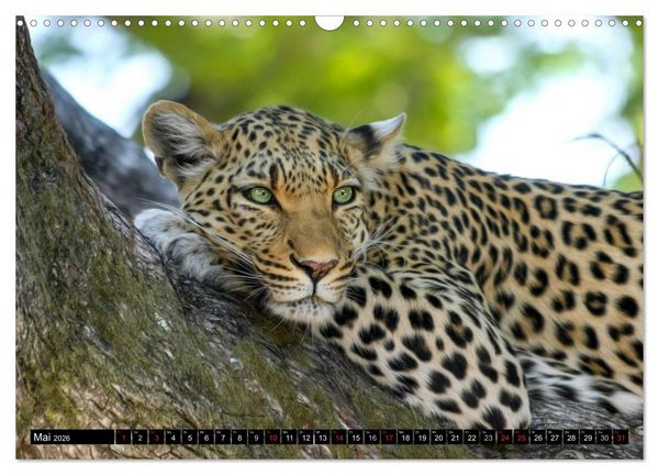 Produktbild: Die Lautlosen. Geparden und Leoparden (Wandkalender 2026 DIN A3 quer), CALVENDO Monatskalender