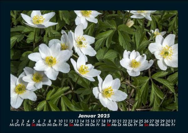 Produktbild: Blumenzauber 2025 Fotokalender DIN A5