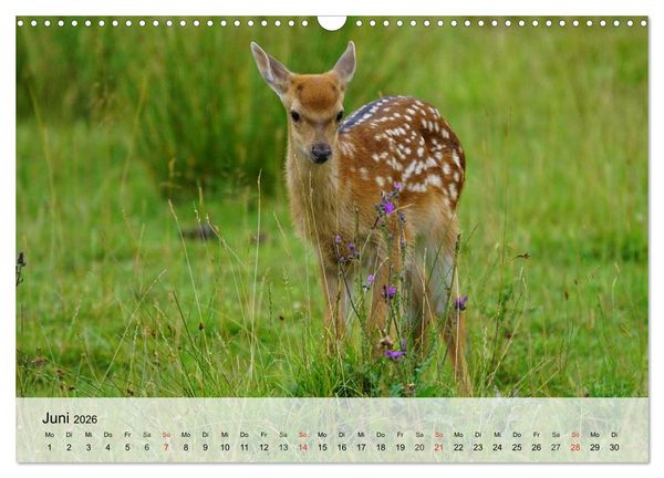 Produktbild: Rotwild. Edle Hirsche, stolze K&uuml;he (Wandkalender 2026 DIN A3 quer), CALVENDO Monatskalender