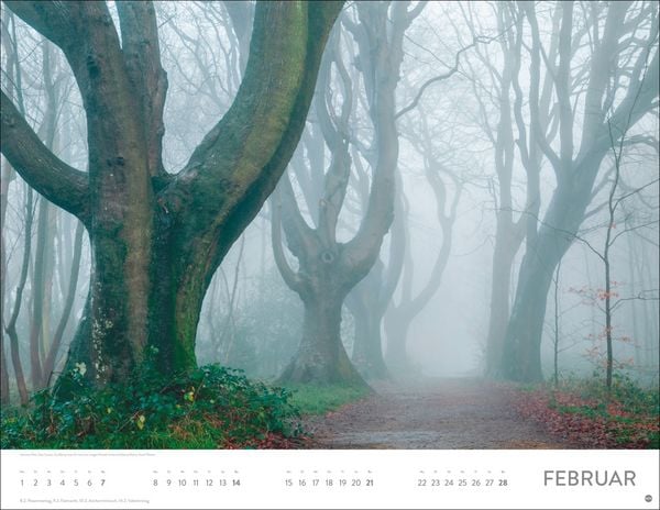 Produktbild: Sch&ouml;nheit des Waldes Posterkalender 2027