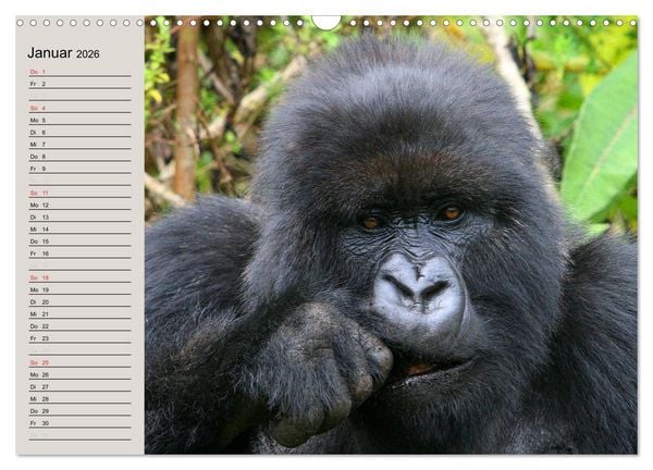 Produktbild: Berggorillas - die sanften Riesen (Wandkalender 2026 DIN A3 quer), CALVENDO Monatskalender