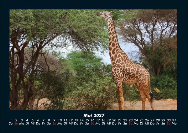 Produktbild: Giraffen 2027 Fotokalender DIN A4