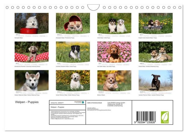 Produktbild: Welpen - Puppies (Wandkalender 2027 DIN A4 quer), CALVENDO Monatskalender