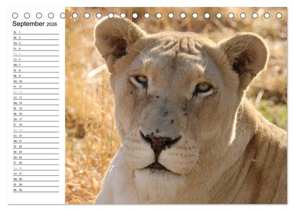 Produktbild: LION KING SELFIES L&ouml;wen hautnah (Tischkalender 2026 DIN A5 quer), CALVENDO Monatskalender