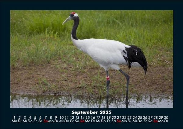 Produktbild: Welt der Tiere 2025 Fotokalender DIN A5