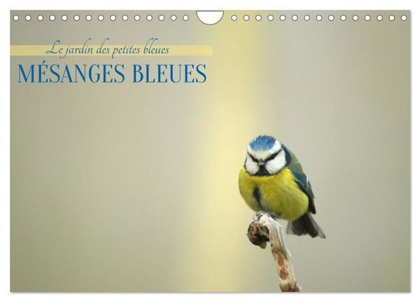 Mésanges bleues (Calendrier mural 2027 DIN A4 vertical), CALVENDO calendrier mensuel