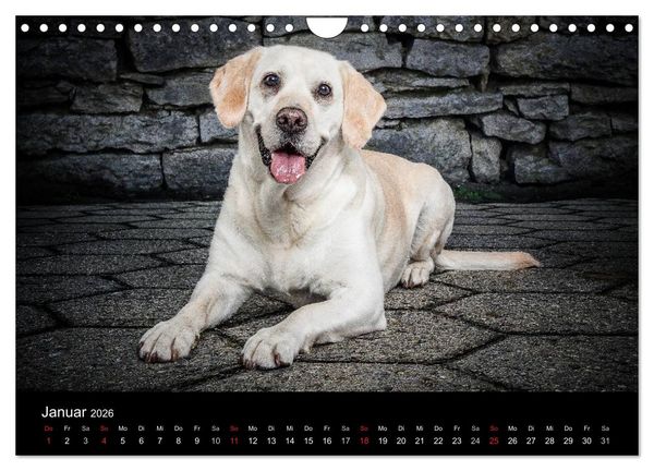 Produktbild: Urban Dogs - Hundekalender der anderen Art (Wandkalender 2026 DIN A4 quer), CALVENDO Monatskalender