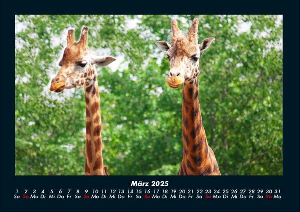 Produktbild: Giraffen 2025 Fotokalender DIN A4