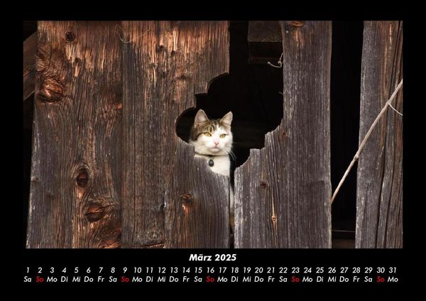 Produktbild: F&uuml;r Katzenfreunde 2025 Fotokalender DIN A3