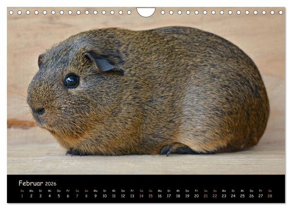 Produktbild: Meerschweinchen - Kleine s&uuml;&szlig;e Fellnasen (Wandkalender 2026 DIN A4 quer), CALVENDO Monatskalender