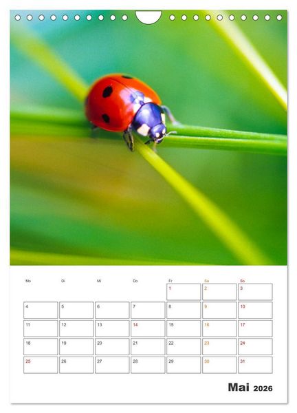 Produktbild: Kleines Gl&uuml;ck ganz gro&szlig;: Marienk&auml;fer! (Wandkalender 2026 DIN A4 hoch), CALVENDO Monatskalender