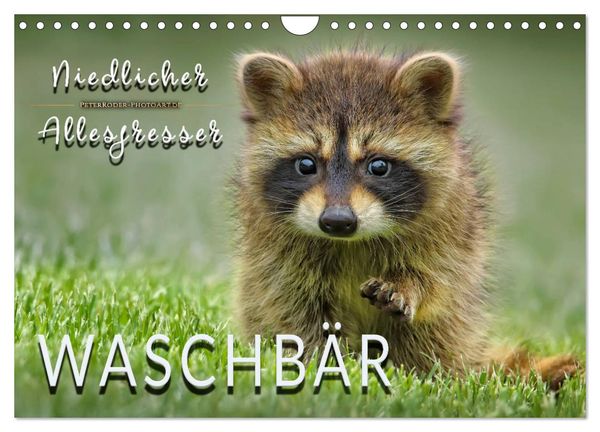 Waschbär - Niedlicher Allesfresser (Wandkalender 2025 DIN A4 quer), CALVENDO Monatskalender