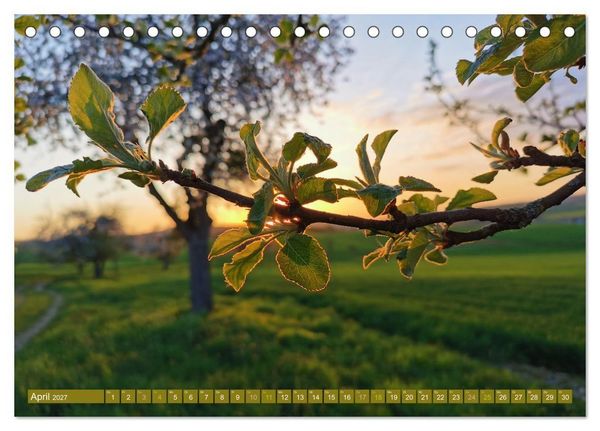 Produktbild: Apfelbaum und Streuobstwiesen (Tischkalender 2027 DIN A5 quer), CALVENDO Monatskalender