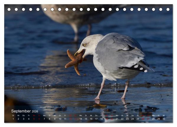 Produktbild: V&ouml;gel an Deutschlands K&uuml;sten (Tischkalender 2026 DIN A5 quer), CALVENDO Monatskalender