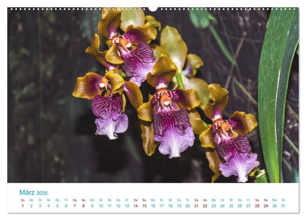 Produktbild: Die K&ouml;nigin der Blumenwelt, die Orchidee (Wandkalender 2026 DIN A2 quer), CALVENDO Monatskalender